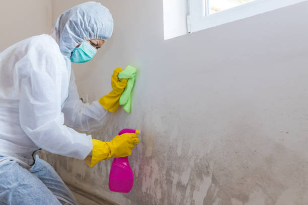 Environmental Consulting for Mold Prevention in Sackets Harbor, NY